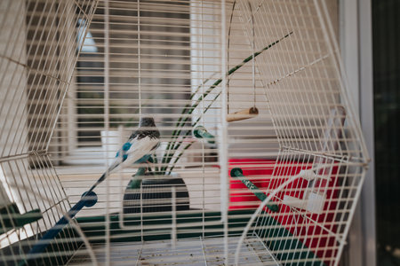 Colorful bird resting in a white wire cage indoorsの写真素材