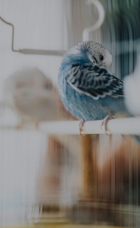 Close-up of a beautiful blue parakeet perched on a white cage bar, showcasing its intricate feather patterns and subtle grace in a serene indoor setting.の写真素材
