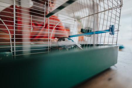 Vibrant bird inside a spacious cage with human interaction in a cozy domestic settingの写真素材