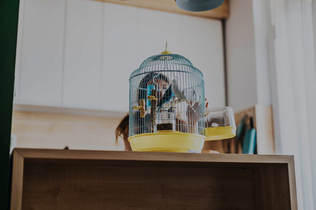 Domestic blue parrot perched inside a decorative cage sitting on a wooden table in a modern bright kitchen environmentの写真素材