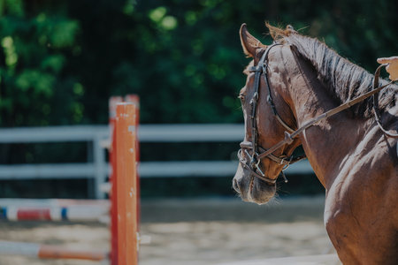 Elegant brown horse preparing for an equestrian competition outdoorsの写真素材