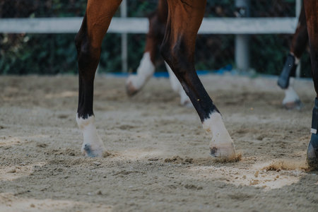 Close-up of horse hooves trotting on sandy equestrian groundの写真素材