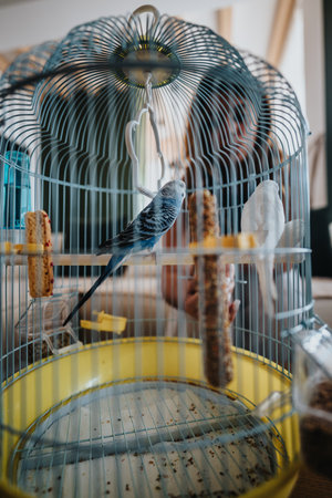 Woman caring for colorful budgies in a birdcage at homeの写真素材