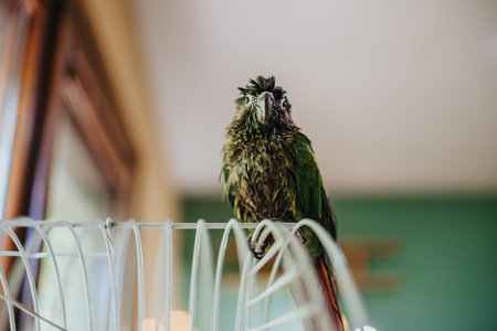Colorful parrot perched indoors on metal birdcage