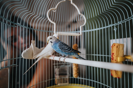 Blue budgie perched inside a birdcage with a curious observer