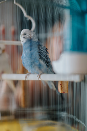 Blue parakeet perched inside a cozy home bird cageの写真素材
