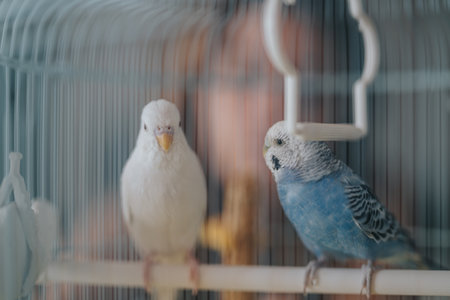Close-up of two colorful parakeets inside a cageの写真素材