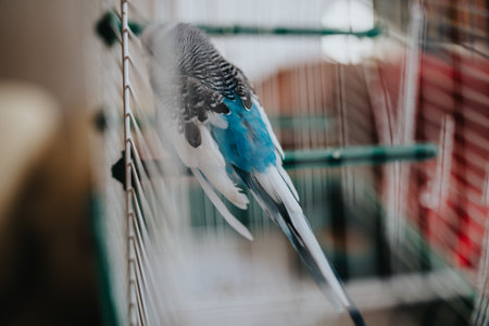 Close-up of a colorful budgie inside a wire cageの写真素材