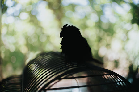 Silhouette of a parrot perched on a cageの写真素材
