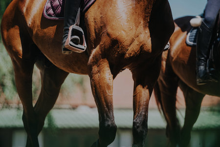 Close-up of horse and rider during outdoor equestrian event