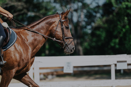 A detailed view of a person riding a brown horse, focusing on the saddle and riders posture. Captures the essence of horseback riding in an outdoor setting.の写真素材