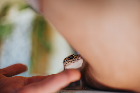 Close-up of a curious lizard exploring a girls hand with natural light and soft focusの写真素材