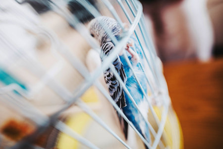 Close-up of a colorful parrot in a cage showcasing vibrant feathers and intricate patternsの写真素材