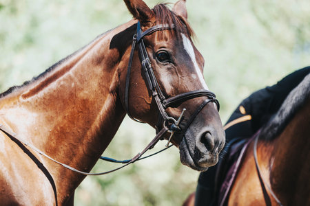Close-up portrait of a brown horse with bridle outdoorsの写真素材