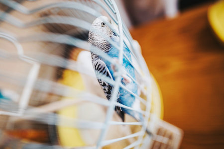 Blue budgerigar perched inside an ornate birdcage, offering a glimpse through the bars in this intimate and cozy home settingの写真素材