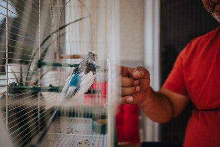 Man feeding a pet budgie inside a birdcage at homeの写真素材