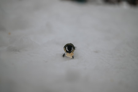 Small bird exploring the snowy environment during a winter day