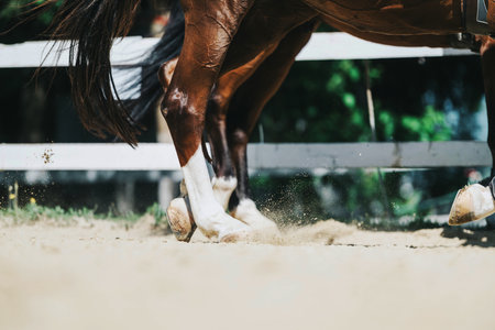 Equestrian horse galloping in a dusty outdoor arena with motionの写真素材