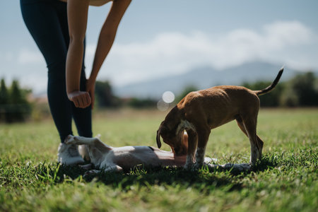Sunny outdoor playtime with dogs in a grassy field