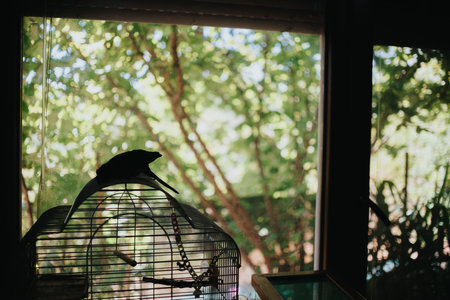 Girl interacting with her pet parrot by a windowの写真素材