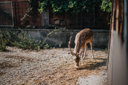Spotted deer grazing peacefully in a woodland enclosureの写真素材