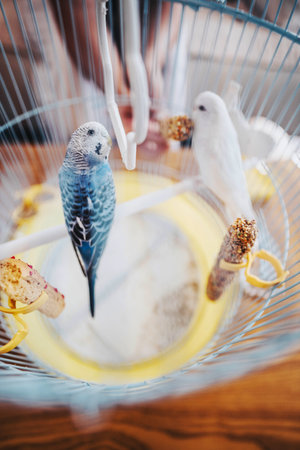 Two colorful parakeets perched on a swing inside a decorative cage, featuring grain treat sticks, creating a lively and cheerful ambiance, showcasing the playful nature of pet birds.の写真素材