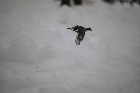 Small bird in snowy landscape captured in mid-flight during winterの写真素材