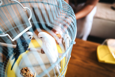 Colorful budgies in a cage with feeding toysの写真素材