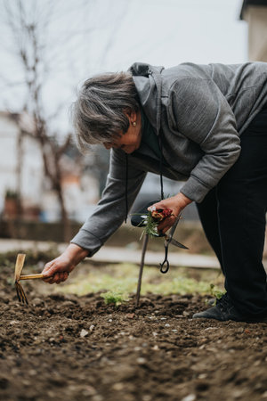 Elderly woman tending to her garden with care and dedicationの写真素材