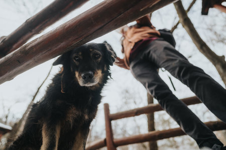 Person Walking With a Dog Outdoors in a Forest Setting