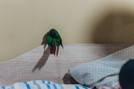 Bright parrot perched on a wooden bed headboard indoorsの写真素材