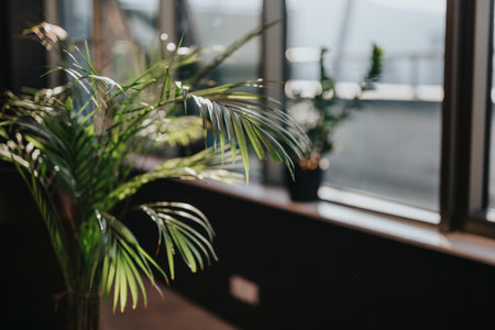 Bright indoor space with lush green plants illuminated by natural sunlightの写真素材