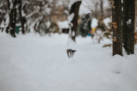 Birds in a snowy forest during a tranquil winter dayの写真素材
