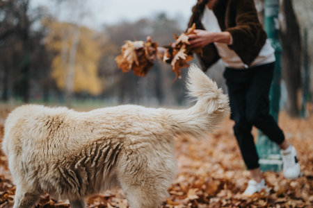 Person playing outdoors with a dog during autumn, surrounded by fallen leaves in a park