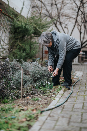 Elderly woman tending her garden and pruning snowdrops in early springの写真素材