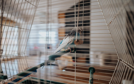 Adorable parakeet resting on a perch inside a cozy indoor cage, capturing the gentle ambiance of a...