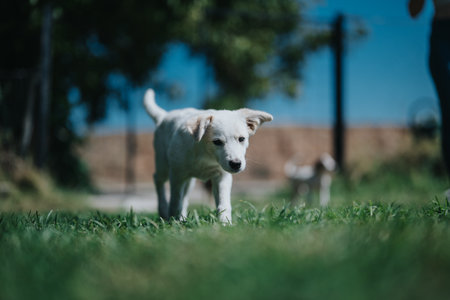 Adorable puppy exploring the outdoors on a sunny dayの写真素材