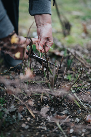 Close-up of hands pruning overgrown garden plants with scissors