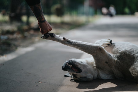 A joyful dog interactively playing with its owner outdoorsの写真素材