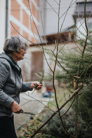 Elderly Woman Pruning Plants in a Backyard Garden on a Cloudy Dayの写真素材