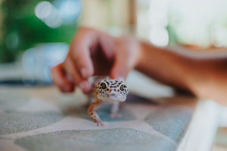 Young girl gently handling a cute leopard gecko with curiosity and wonder on a textured surface indoorsの写真素材