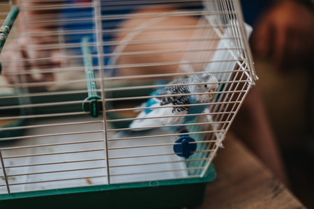 Blue and white budgie inside a small cage, sitting on a perch with a blurred background, showcasing pet care and avian companionship in a domestic settingの写真素材