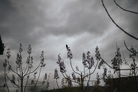 Solitary black bird perched on bare tree branches against cloudy sky