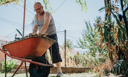 Man in gray tank top pushes wheelbarrow filled with leaves in sunny backyard gardenの写真素材