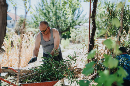 Older man gardening in sunny backyard, wearing gloves, tending plants with a wheelbarrowの写真素材