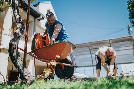 Two men gardening in a sunny backyard, loading a wheelbarrow with soil and tools for a home improvement projectの写真素材