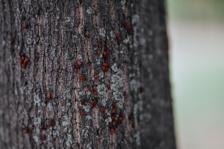 Red firebugs on rough tree bark in a natural forest setting, close upの写真素材