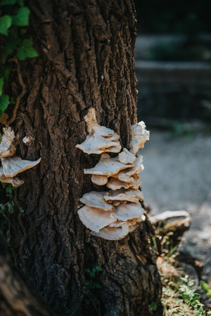 Group of white mushrooms growing naturally on a tree trunkの写真素材