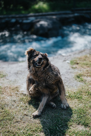 Dog Enjoying A Relaxing Outdoor Spot Near A Flowing Riverの写真素材