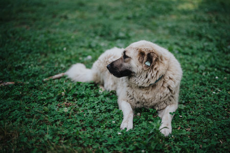 Large white dog relaxing in a lush green field of grassの写真素材